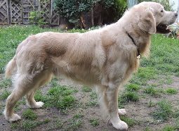 Balou